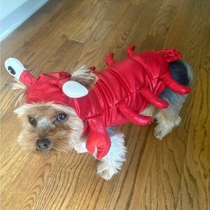 Lobster Pet Costume XS